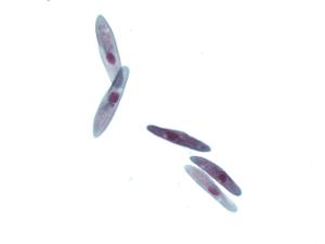 <i>Paramecium</i> multimicronucleatum Slide