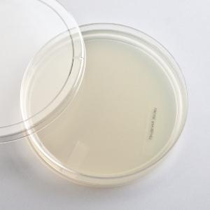 Ward's® Luria Agar Media Plates and Pour Packs