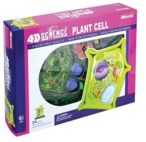 4D Plant Cell Model