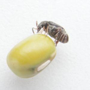 Ward's® Live Bean Beetles (<i>Callosobruchus maculatus</i>)