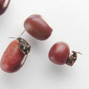 Ward's® Live Bean Beetles (<i>Callosobruchus maculatus</i>)