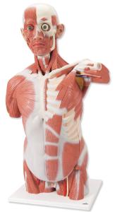 3B Scientific® Muscled Torso