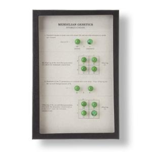 Mendelian Genetics - Hybrid Cross