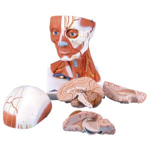 3B Scientific® Head And Neck Musculature