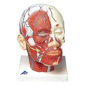 3B Scientific®  Head Musculature With Blood Vessels