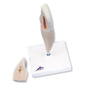 3B Scientific® Classic Tooth Models