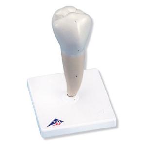 3B Scientific® Classic Tooth Models