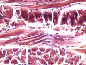 Striated Muscle Slide