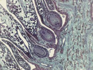 Ward's® Pine Structure Microscope Slides