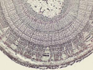 Basswood Stem Composite, Quadruple Stained