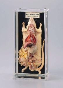 Ward's® Rat Anatomy Museum Mount