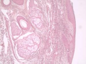 Animal Skin, Composite, Section, Hematoxylin and Eosin Stained Slides