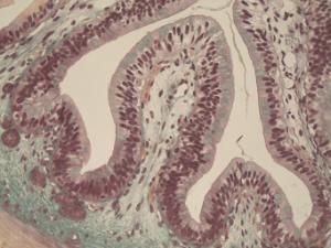 Simple Columnar Epithelium Slide, Masson