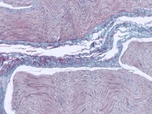 Nervous Tissue Slide