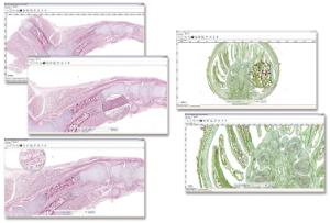 Ward's® Digital Slides: High School Life Science Set