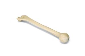 Premium Humerus