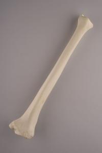 Standard Tibia