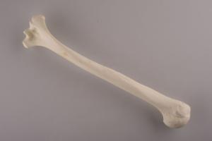 Standard Humerus