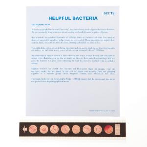 Helpful Bacteria Microslide