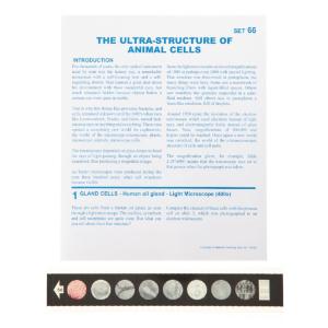 The Ultrastructure of Animal Cells Microslide