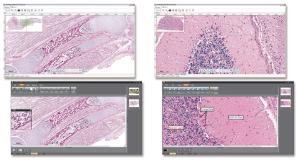 Ward's® Digital Slides: Advanced Histology Set