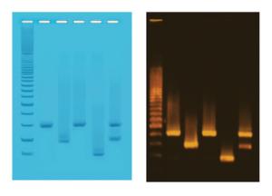 PCR-Based DNA Fingerprinting Kit