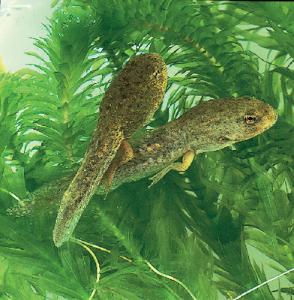 Ward's® Live Bullfrog Tadpoles (<i>Rana catesbeiana</i>)