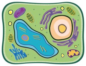 See through plant cell