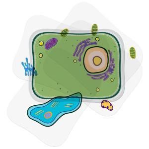 See through plant cell