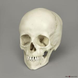 Human child skull, 6-year-old, 2-part skull (Separate cranium and jaw)