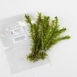 Ward's® Live <i>Egeria sp.</i> Aquatic Plants