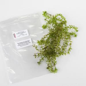 Ward's® Live <i>Elodea canadensis</i> Aquatic Plants