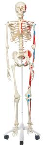 3B Scientific® Painted Skeleton