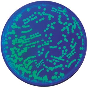 GFP Transform Extension Colony PCR