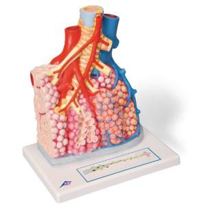 3B Scientific® Pulmonary Lobule And Blood Vessels