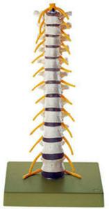 Thorasic Vertebral Column Model