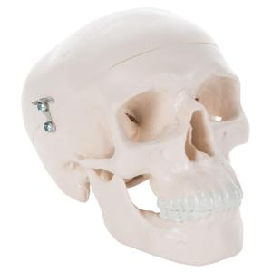 3B Scientific® Miniature Bones