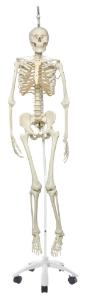 3B Scientific® Functional Physiological Skeleton