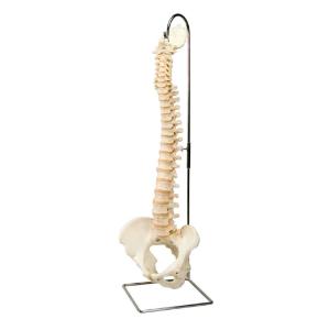 3B Scientific® BONElike™ Vertebral Column