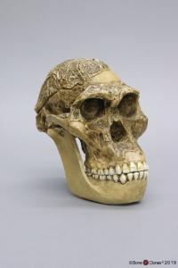 <i>A. africanus</i> Sts 5 ("Mrs. Ples") with Jaw