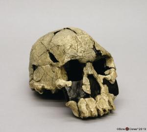 <i>H. rudolfensis</i> KNM-ER 1470