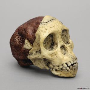 <i>A. africanus</i> (Taung Child)