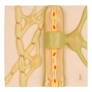 3B Scientific® Physiology of Nerves Series