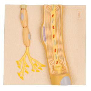 3B Scientific® Physiology of Nerves Series