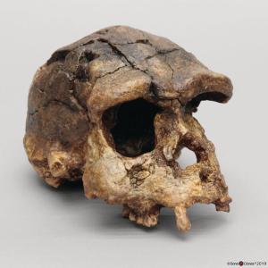 <i>H. erectus</i> (Sangiran 17)