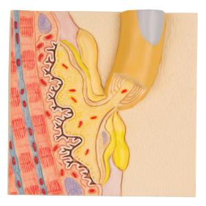 3B Scientific® Physiology of Nerves Series