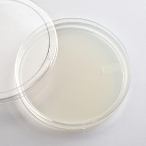 Ward's® Prepared Potato Dextrose Agar