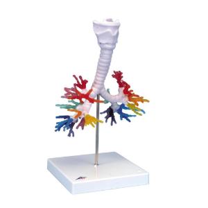 3B Scientific® CT Bronchial Tree