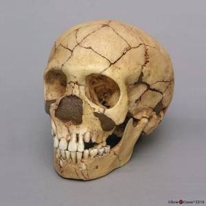 <i>H. neanderthalensis</i> (Teshik-Tash) (Child)