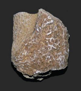 <i>Astrocoenia hyatti</i> (Jurassic)